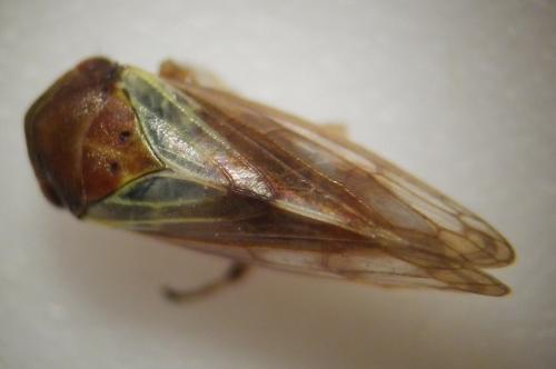 Réf. 256 743 : Oncopsis sp.